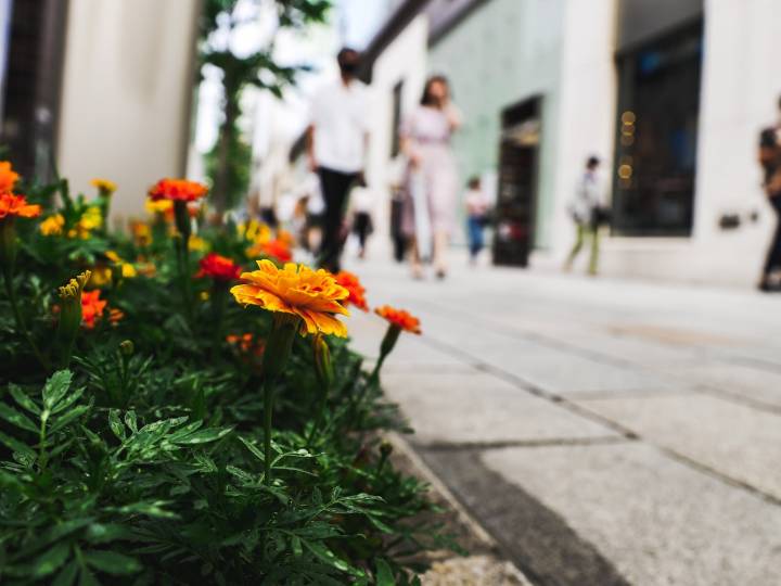 BAYONNE | Végétalisez les espaces publics, c'est permis !